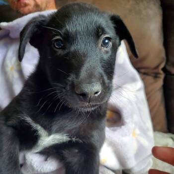 Shepherd Dogs Available for Adoption in Kettering, Ohio - Lake - Pre Adoption | PetCurious