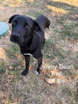 Jimmy Dean Dot *LOCAL* -  Labrador Retriever Dog for Adoption in South Kingstown, Rhode Island - Jimmy Dean Dot *LOCAL* | PetCurious