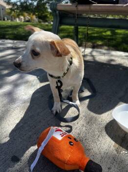 Maltese and Chihuahua Dogs Available for Adoption - Milo | PetCurious