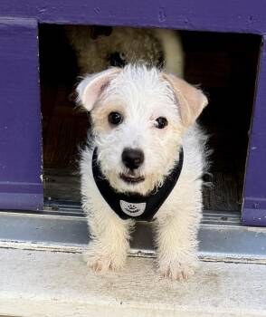 Maltese and West Highland White Terrier Westie Dogs Available for Adoption in Elk Grove, California - Mochi | PetCurious