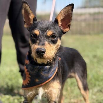 Princeton -  Terrier and Mixed Breed Dog for Adoption in San Antonio, Texas - Princeton | PetCurious