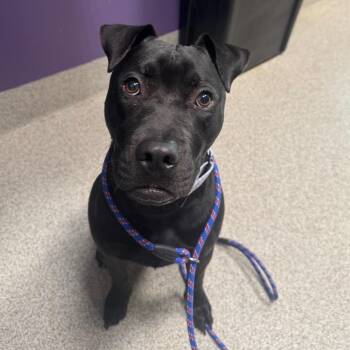 Dodge -  Mixed Breed Dog for Adoption in Englewood, Florida - Dodge | PetCurious