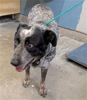Australian Cattle Dog Blue Heeler and Mixed Breed Dogs Available for Adoption in Camarillo, California - A879898 | PetCurious