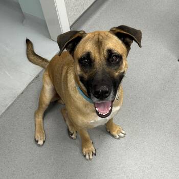 Rescue Mixed Breed Dogs for Adoption in Franklin Township, New Jersey - Landon | PetCurious
