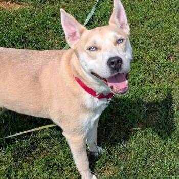 Husky Dogs Available for Adoption in Plainfield, Illinois - Aristotle  | PetCurious
