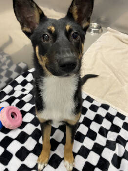 Rescue German Shepherd Dog Dogs for Adoption in Brewster, New York - Belle (Holiday Litter) | PetCurious