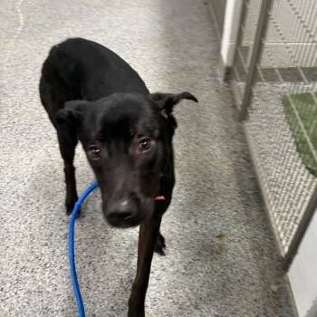 Rescue Mixed Breed Dogs for Adoption in Jeffersonville, Indiana - Raisin | PetCurious