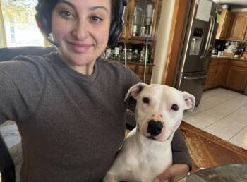 Pit Bull Terrier Dogs Available for Adoption in New Boston, New Hampshire - Scarlet (courtesy Post) | PetCurious