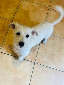 Rescue Miniature Schnauzer and Terrier Dogs for Adoption in Carlsbad, California - Capuccino | PetCurious