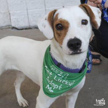 Australian Cattle Dog Blue Heeler and Retriever Dogs Available for Adoption in Washington, District Of Columbia - Lindy | PetCurious