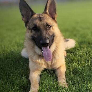 Burton D12303 -  German Shepherd Dog and Shepherd Dog for Adoption - Burton D12303 | PetCurious