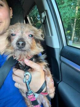 Gene Simmons -  Yorkshire Terrier Dog for Adoption in Milton, Delaware - Gene Simmons | PetCurious