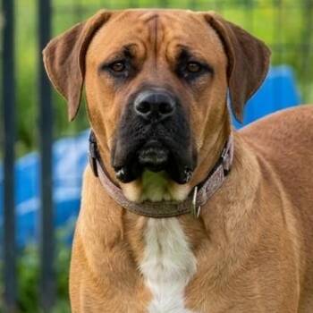 Dixie Doo -  Mastiff and Mixed Breed Dog for Adoption in Flintstone, Maryland - Dixie Doo | PetCurious