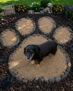 SUGAR -  Border Collie and Mixed Breed Dog for Adoption in Globe, Arizona - SUGAR | PetCurious