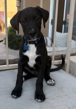 Boxer and Poodle Dogs Available for Adoption in Las Vegas, Nevada - Bodhi | PetCurious