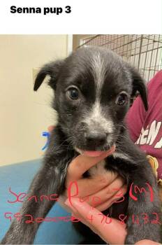 Terrier Dogs Available for Adoption - Doc (Senna 3) | PetCurious