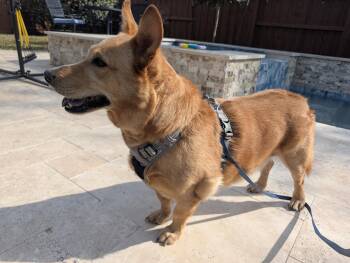 Corgi and Shepherd Dogs Available for Adoption in Rosenberg, Texas - Pippin | PetCurious