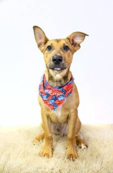 Carson -  Mixed Breed Dog for Adoption in Hot Springs Village, Arkansas - Carson | PetCurious