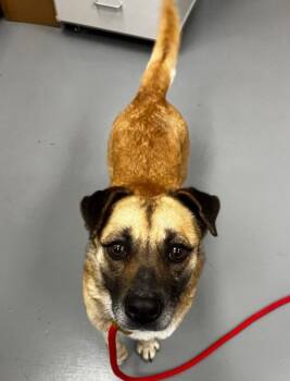 Terrier and Shepherd Dogs Available for Adoption in Hartsville, South Carolina - Antebellum | PetCurious