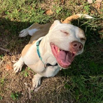 Rescue Pit Bull Terrier and Mixed Breed Dogs for Adoption in Kansas City, Missouri - Alice | PetCurious