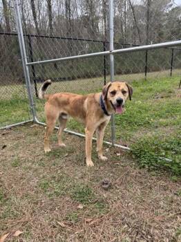 Catahoula Leopard Dog and Mixed Breed Dogs Available for Adoption in North Charleston, South Carolina - 3557B Tinskey | PetCurious