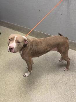 Pit Bull Terrier Dogs Available for Adoption - ROXY | PetCurious