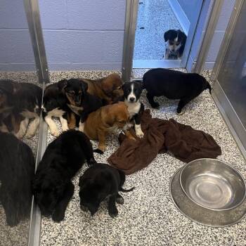 Raven -  Mixed Breed and Black Labrador Retriever Dog for Adoption in Madisonville, Tennessee - Raven | PetCurious