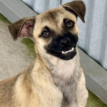 Sheldon-Smiley little guy -  Pug Dog for Adoption in Hondo, Texas - Sheldon-Smiley Little Guy | PetCurious