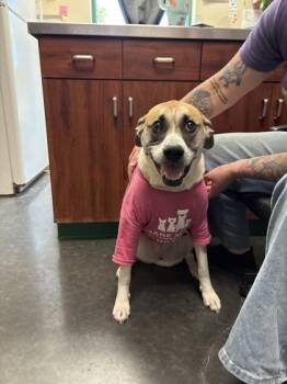 Rescue Labrador Retriever Dogs for Adoption in Springfield, Missouri - Barkley (Tiana) | PetCurious