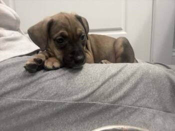 Mixed Breed Dogs Available for Adoption - Basil Hayden | PetCurious