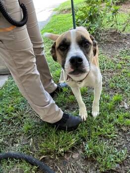 Alejandro -  Boxer and Mixed Breed Dog for Adoption in Savannah, Georgia - Alejandro | PetCurious