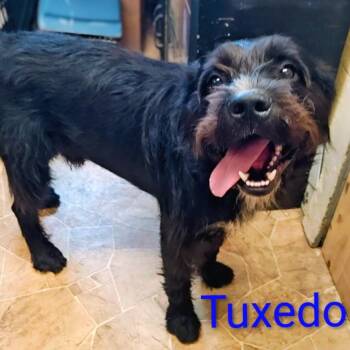 Tuxedo -  Giant Schnauzer and Mixed Breed Dog for Adoption in Chicago, Illinois - Tuxedo | PetCurious