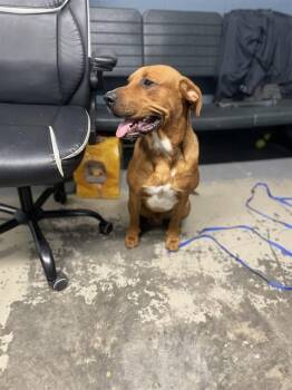 NOBU -  Labrador Retriever and Mixed Breed Dog for Adoption in Tallahassee, Florida - NOBU | PetCurious
