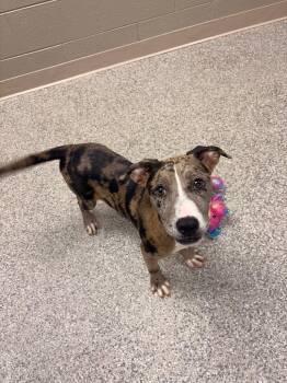 Pearl -  Pit Bull Terrier and Mixed Breed Dog for Adoption in Blountville, Tennessee - Pearl | PetCurious