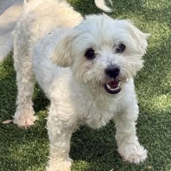 Rags -  Maltipoo and Poodle Dog for Adoption in Hondo, Texas - Rags | PetCurious
