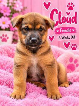 Cloud -  Black Mouth Cur and Shepherd Dog for Adoption in Fort Worth, Texas - Cloud | PetCurious