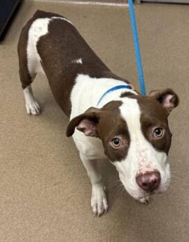 Parsley -  Mixed Breed Dog for Adoption in Chamblee, Georgia - Parsley | PetCurious