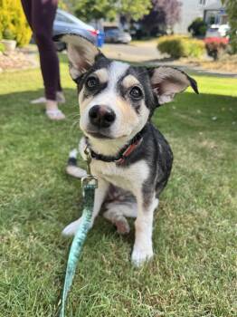 Lucy -  Terrier and Chihuahua Dog for Adoption in Olympia, Washington - Lucy | PetCurious