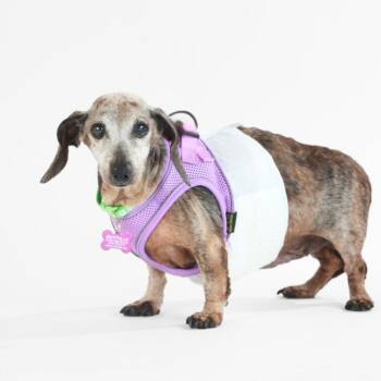 Crayola 14207 -  Dachshund Dog for Adoption in San Francisco, California - Crayola 14207 | PetCurious