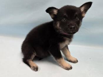Kiri -  German Shepherd Dog and Mixed Breed Dog for Adoption in Minneapolis, Minnesota - Kiri | PetCurious