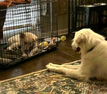 Fifi SAT -  Great Pyrenees Dog for Adoption in Quinlan, Texas - Fifi SAT | PetCurious