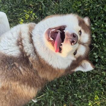 Husky Dogs Available for Adoption - Jack A2249967 | PetCurious