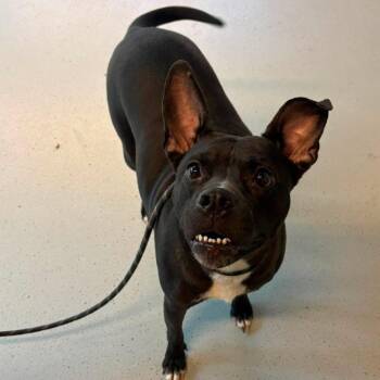 Helga -  Mixed Breed Dog for Adoption in Huntington, West Virginia - Helga | PetCurious