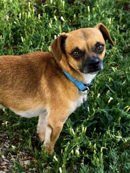 RUFUS -  Pug Dog for Adoption in Broomfield, Colorado - RUFUS | PetCurious