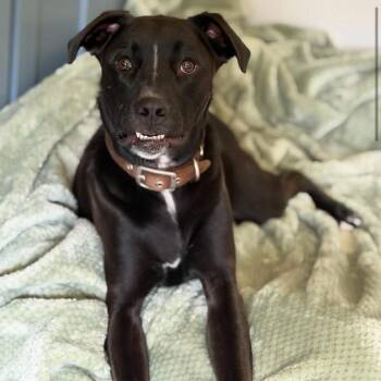 Panda -  Labrador Retriever and Mixed Breed Dog for Adoption in Brainerd, Minnesota - Panda | PetCurious