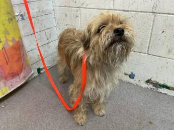 HOMER -  Terrier and Mixed Breed Dog for Adoption in San Bernardino, California - HOMER | PetCurious