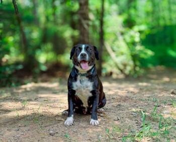 Trixie -  Mixed Breed Dog for Adoption in Macon, Georgia - Trixie | PetCurious