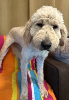 Golden Retriever and Standard Poodle Dogs Available for Adoption in Pacolet, South Carolina - Peep Apr 26 | PetCurious