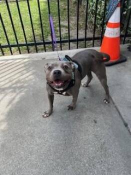 Pit Bull Terrier Dogs Available for Adoption in Stockton, California - BLUEBERRY | PetCurious