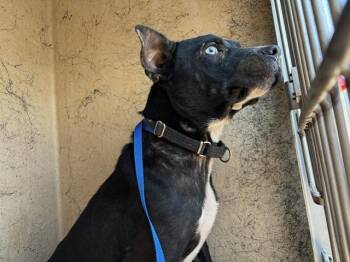 A479728 -  Pit Bull Terrier and Siberian Husky Dog for Adoption in Oklahoma City, Oklahoma - A479728 | PetCurious